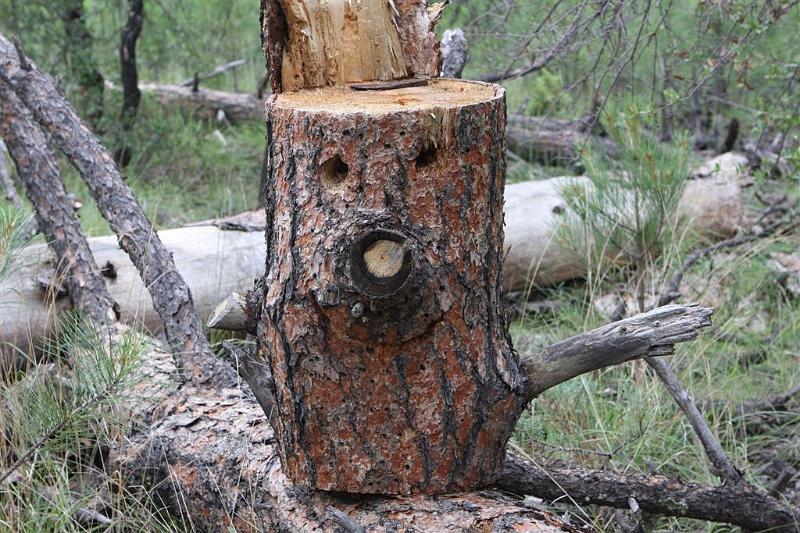 Left by tree clearing crew.jpg